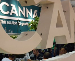 Fundación CANNA: investigando en torno al cannabis